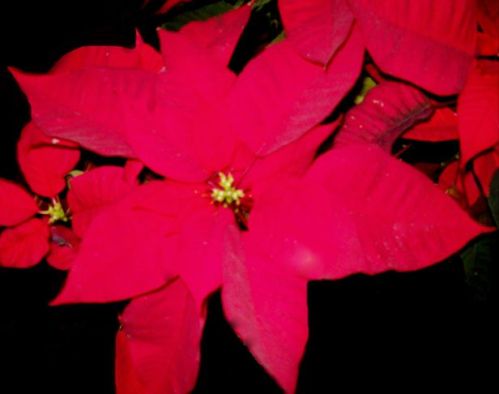 Poinsettia