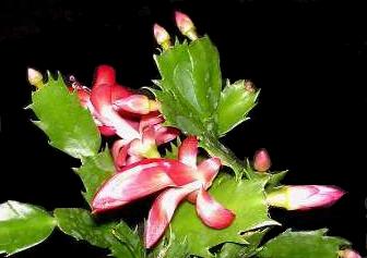 Schlumbergera x Buckleyi