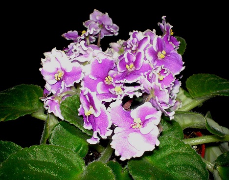 African violet picture