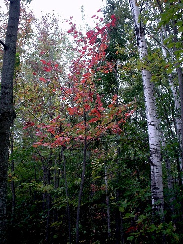 arbre_couleur.jpg