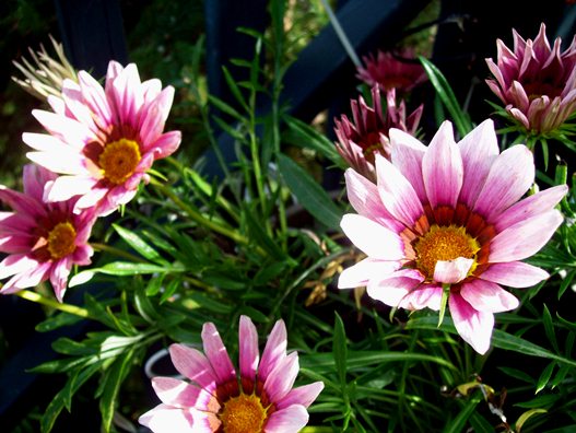 Fleurs Jardin.jpg